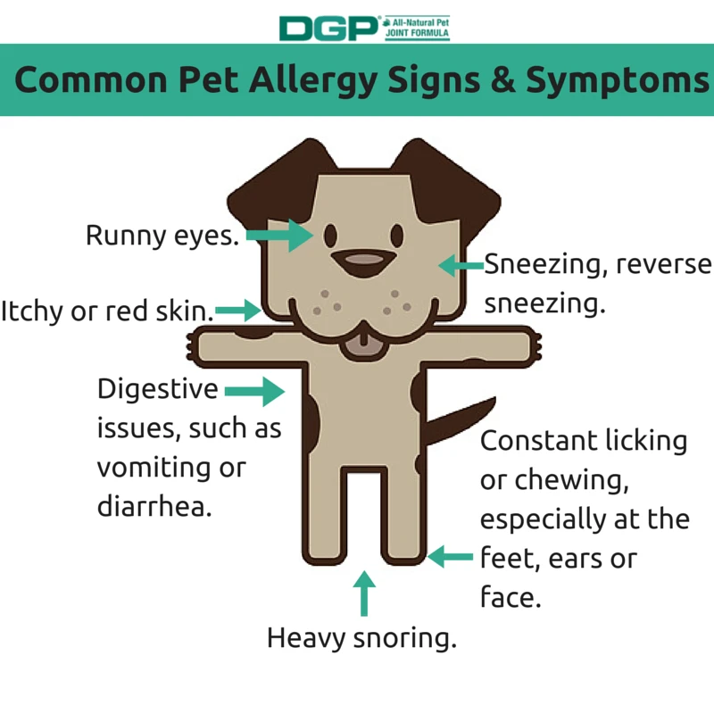 faq - How to Identify Signs of Pet Allergies in Pets & Humans
