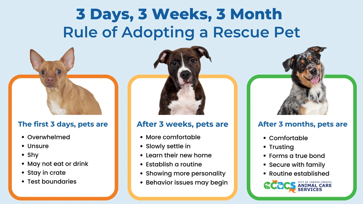 faq - Responsibilities of Adopted Pet Owners Explained Clearly