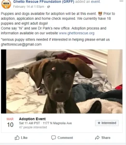Foster-to-Adopt Programs Boost Pet Adoption Success Rates