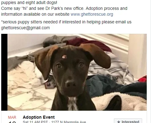 Foster-to-Adopt Programs Boost Pet Adoption Success Rates