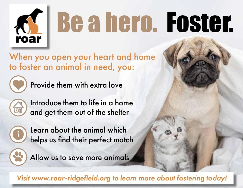 frequently-asked-questions - How to Start Fostering Pets for Shelters: Step-by-Step Guide