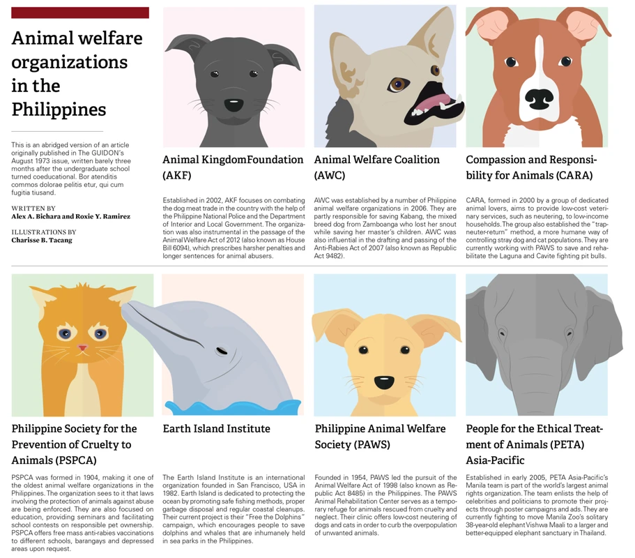 How Local and National Pet Advocacy Differ to Protect Animals