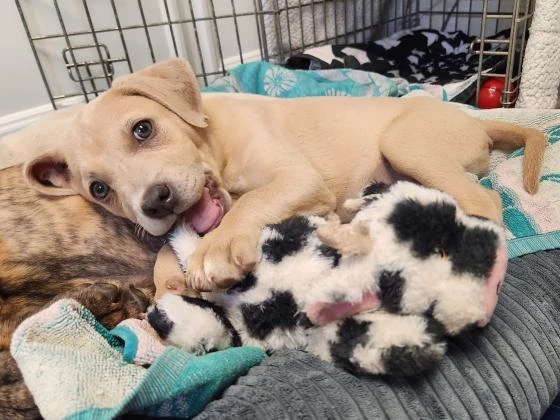 How Pet Adoption Supports Responsible Communities and Saves Lives