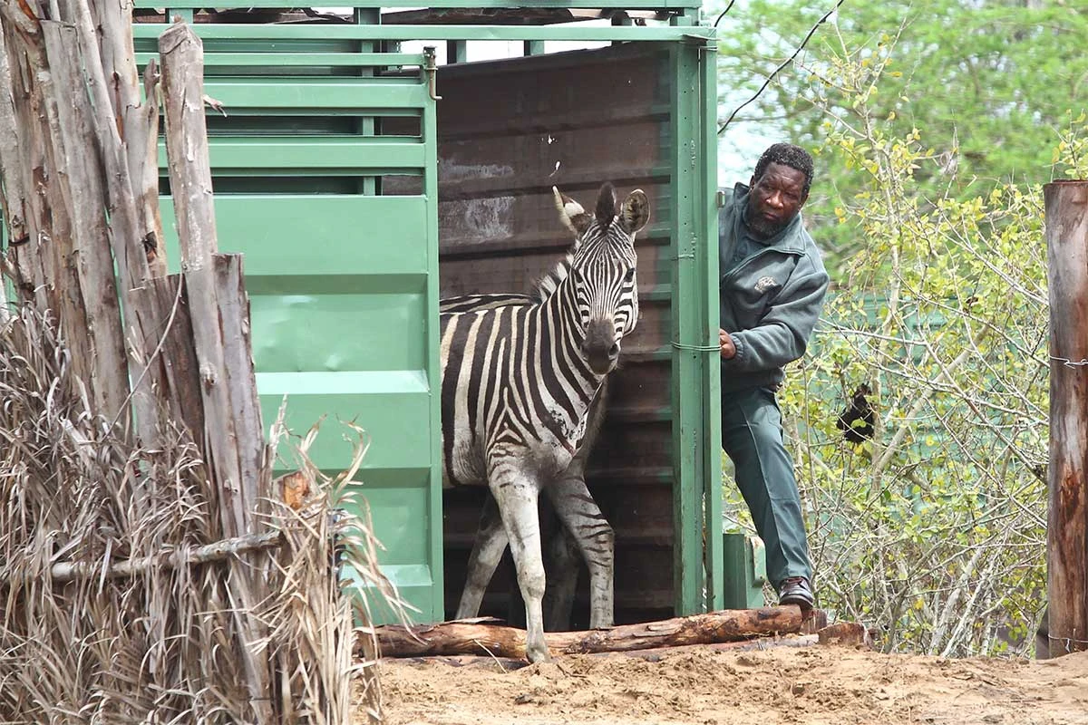 How Pets Boost Community Conservation Awareness and Action