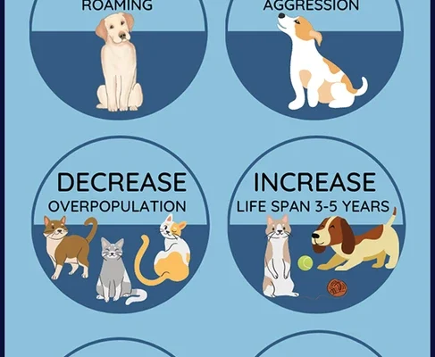 How Spaying Impacts Community Pet Ownership and Shelter Rates