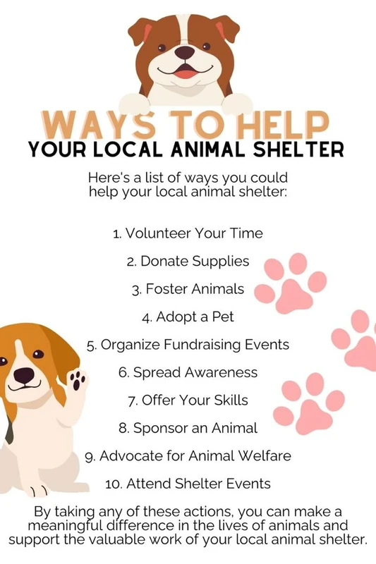 How to Collaborate with Animal Shelters for Advocacy Success