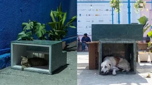How to Design Pet-Friendly Sustainable Spaces with Eco Materials