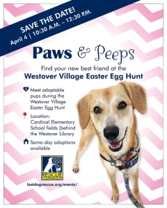 How to Find Local Pet Adoption Events in 2026 Nationwide