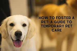 How to Foster a Pet Successfully: Step-by-Step Guide