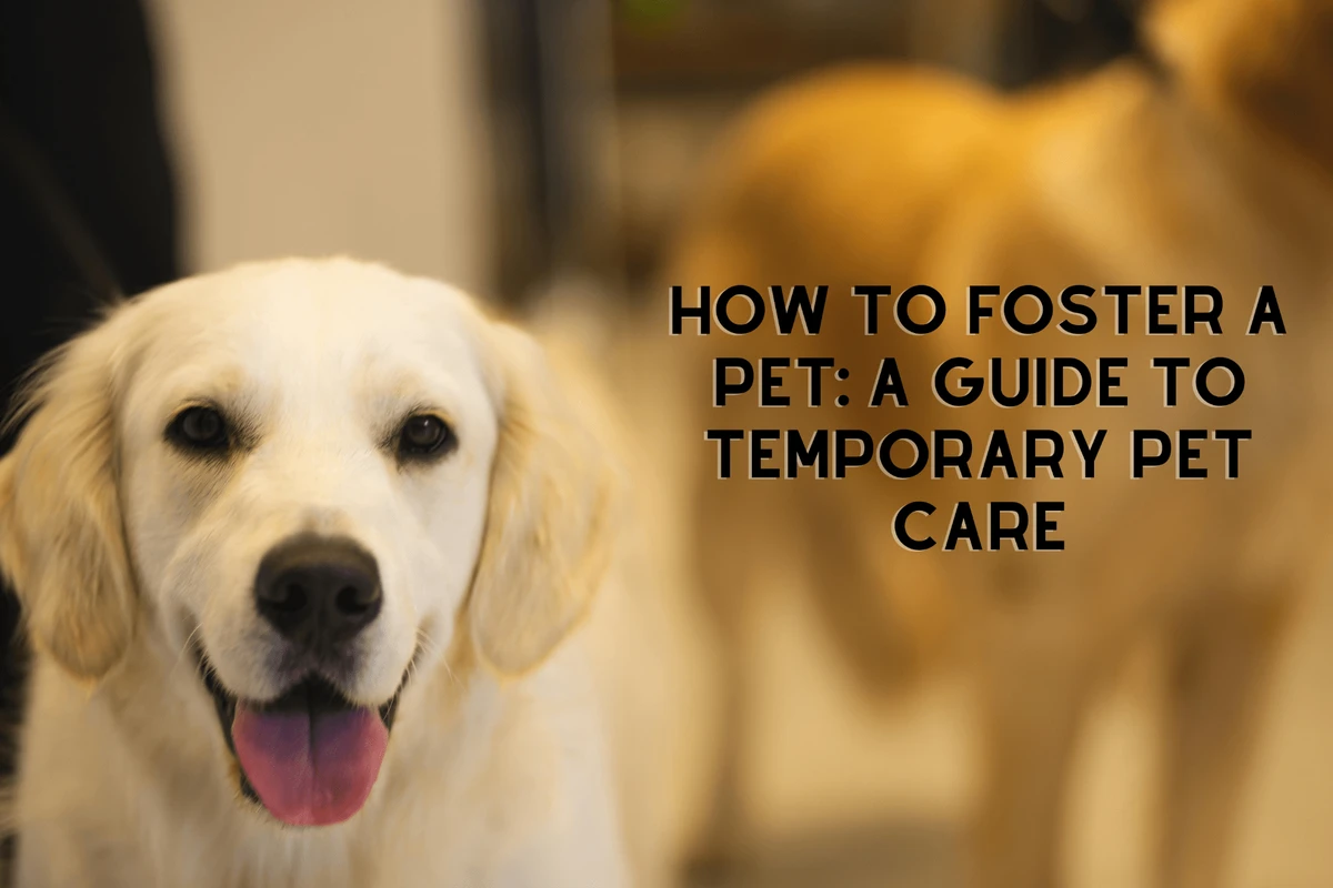 How to Foster a Pet Successfully: Step-by-Step Guide