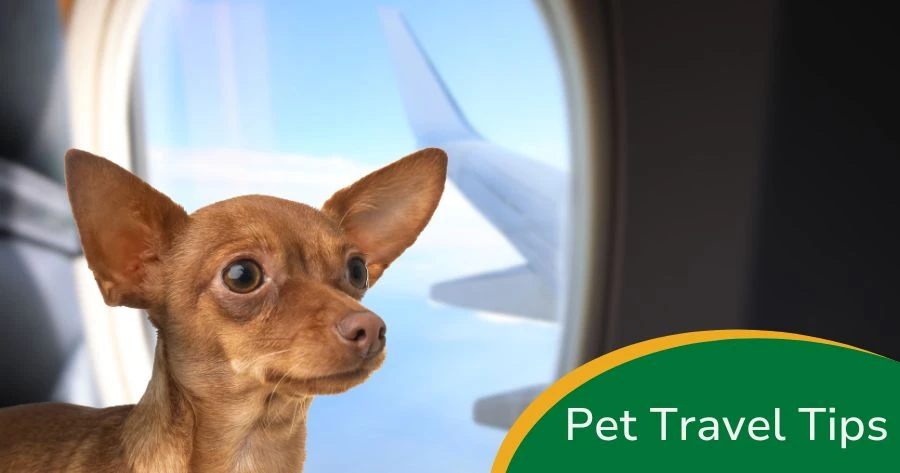 How to Keep Pets Safe During Travel: Essential 2026 Tips