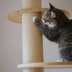 How to Source Materials Sustainably for Pet Projects