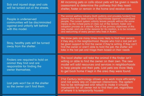 How to Support Foster Animals Effectively: Expert Guide