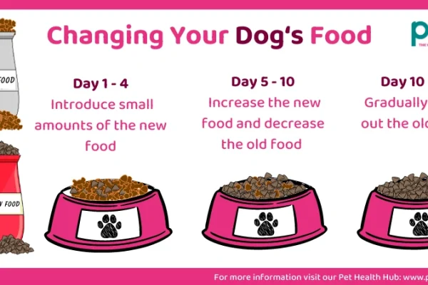 How to Transition Your Dog to Organic Food Safely
