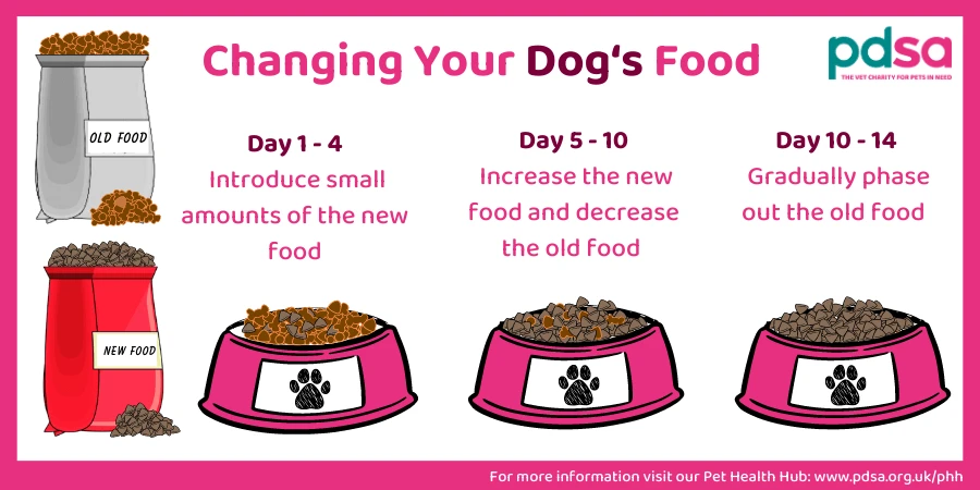 How to Transition Your Dog to Organic Food Safely