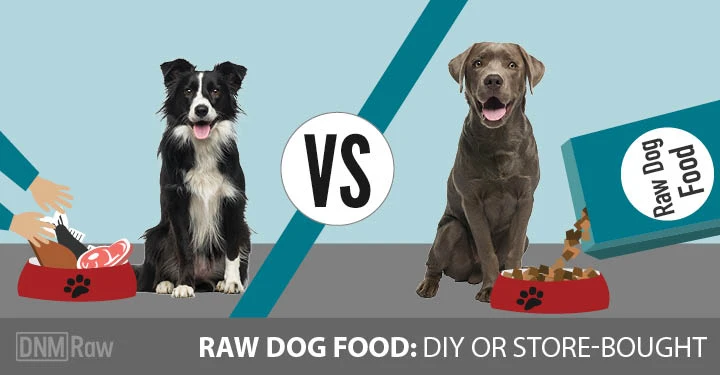 Key Differences Between DIY and Store-Bought Pet Products Explained