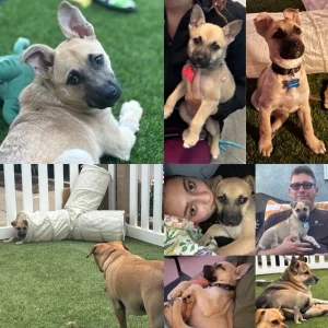 Petco Love and Abby’s Angels Lead 2026’s Top Adopted Pets Success