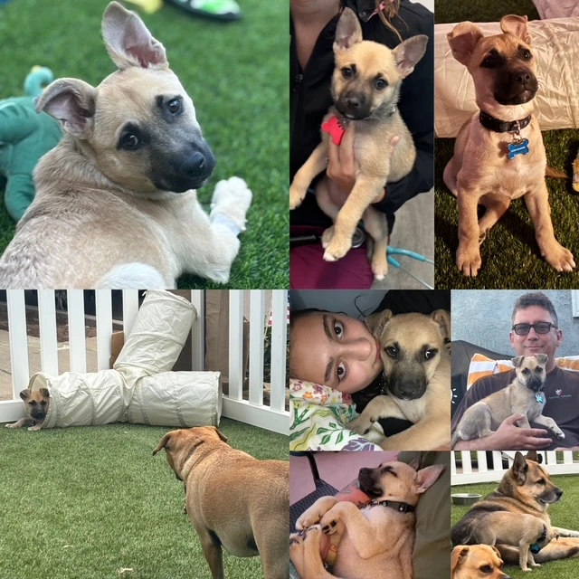 Petco Love and Abby’s Angels Lead 2026’s Top Adopted Pets Success