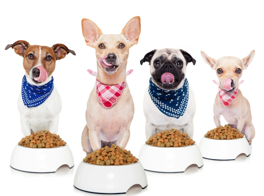 Top Allergy-Friendly Dog Foods Reviewed for 2026