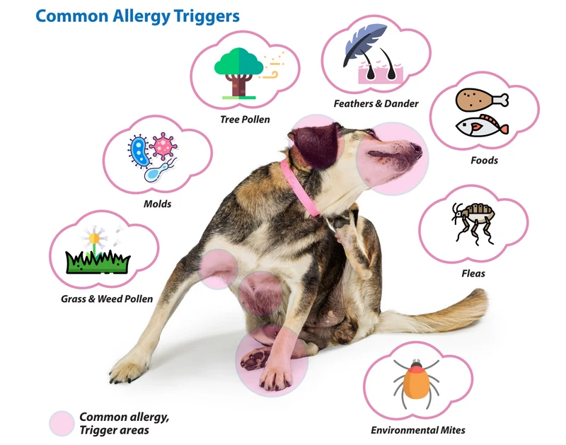 What Causes Allergic Reactions in Pets? Key Triggers Explained