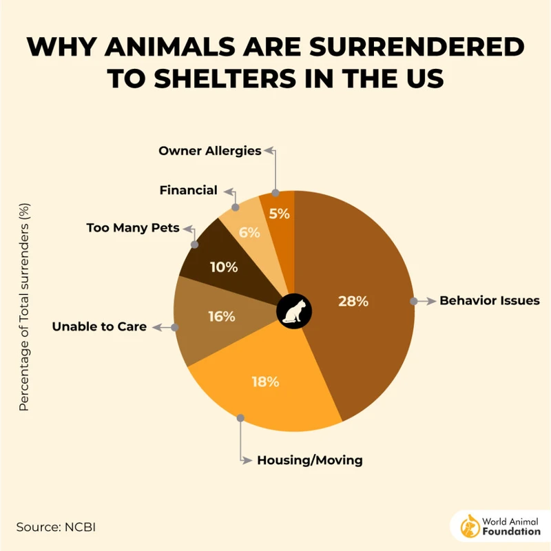 Benefits of Adopting from Local Shelters Drive U.S. Growth