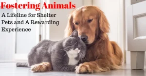 Best Fostering Practices for Pets Boost Adoption Rates in 2026