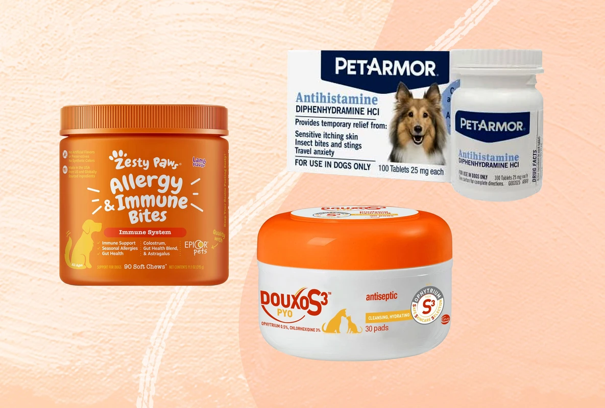 Dog Allergy Treatment Alternatives 2026: Advanced & Natural Options