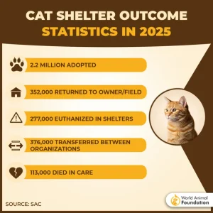 Economic Benefits and Challenges of Fostering Pets in 2026