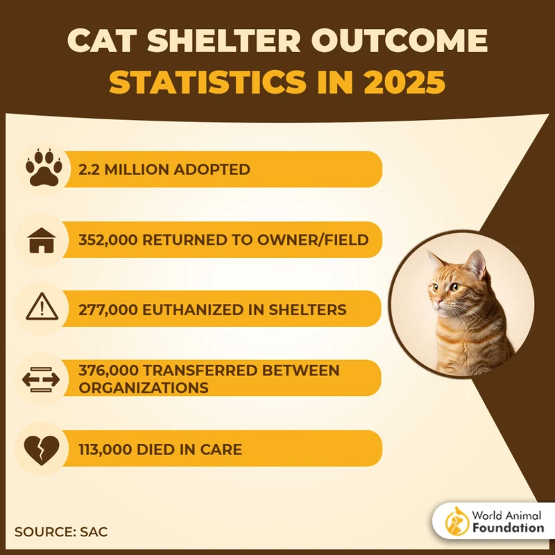 Economic Benefits and Challenges of Fostering Pets in 2026