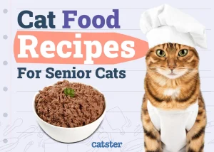 Essential Homemade Vegan Cat Food Recipes Reviewed for 2026