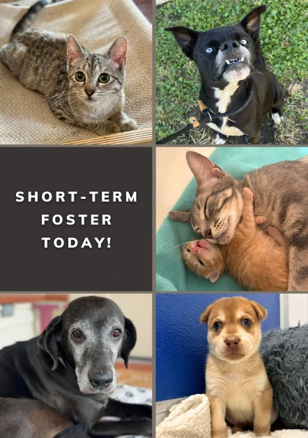 How Fostering Pets Boosts Adoption Success and Welfare in 2026