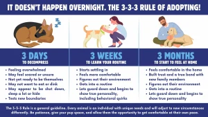How to Educate Yourself About Pet Adoption Processes Today