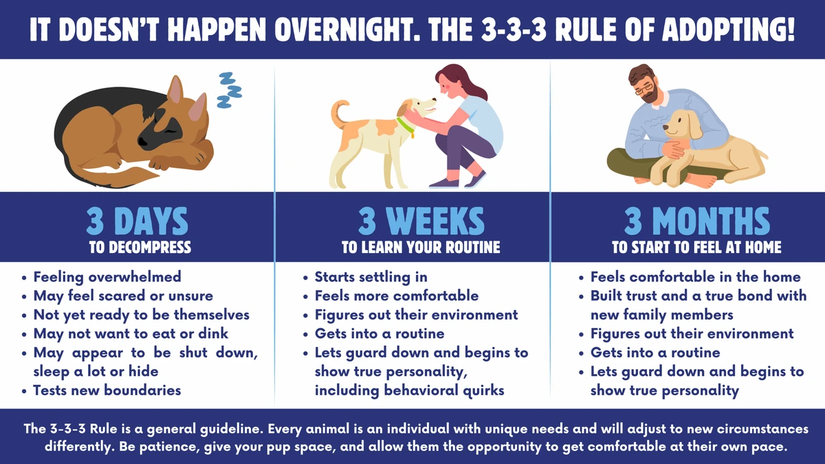 How to Educate Yourself About Pet Adoption Processes Today