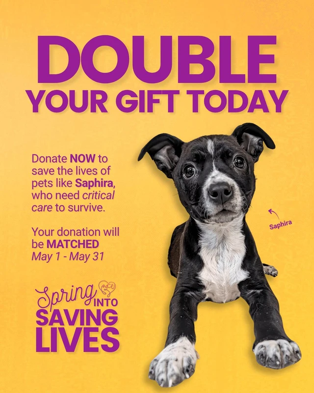 How Top Pet Rescues Streamline Adoption Processes in 2026