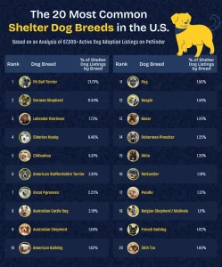 Local vs National Pet Adoption Resources: Key Cost & Impact Differences