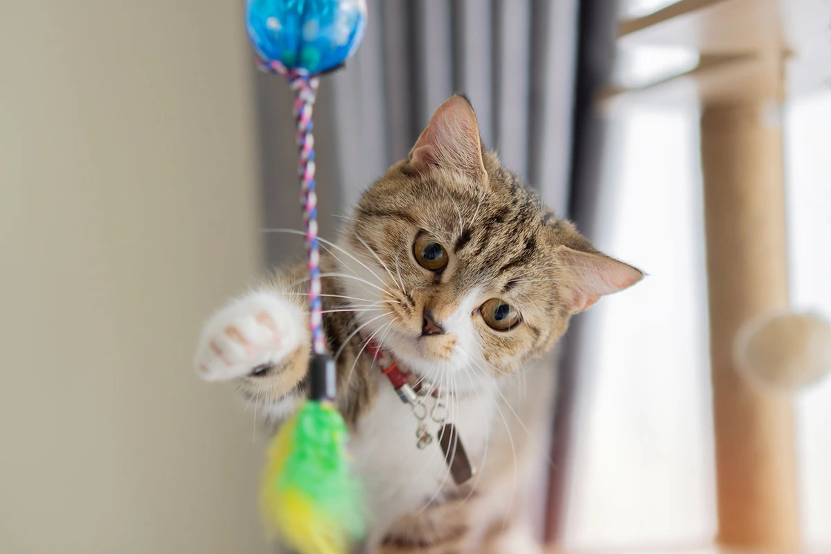 Pros and Cons of Homemade Pet Toys Explained by Experts