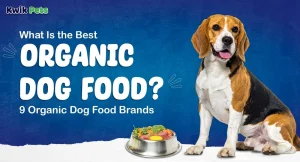 Top Eco-Friendly Pet Food Brands Delivering Sustainable Nutrition