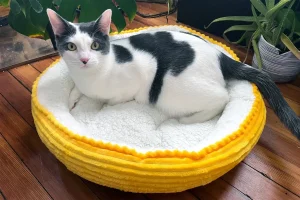 Top Eco-Friendly Pet Products for DIY Projects in 2026