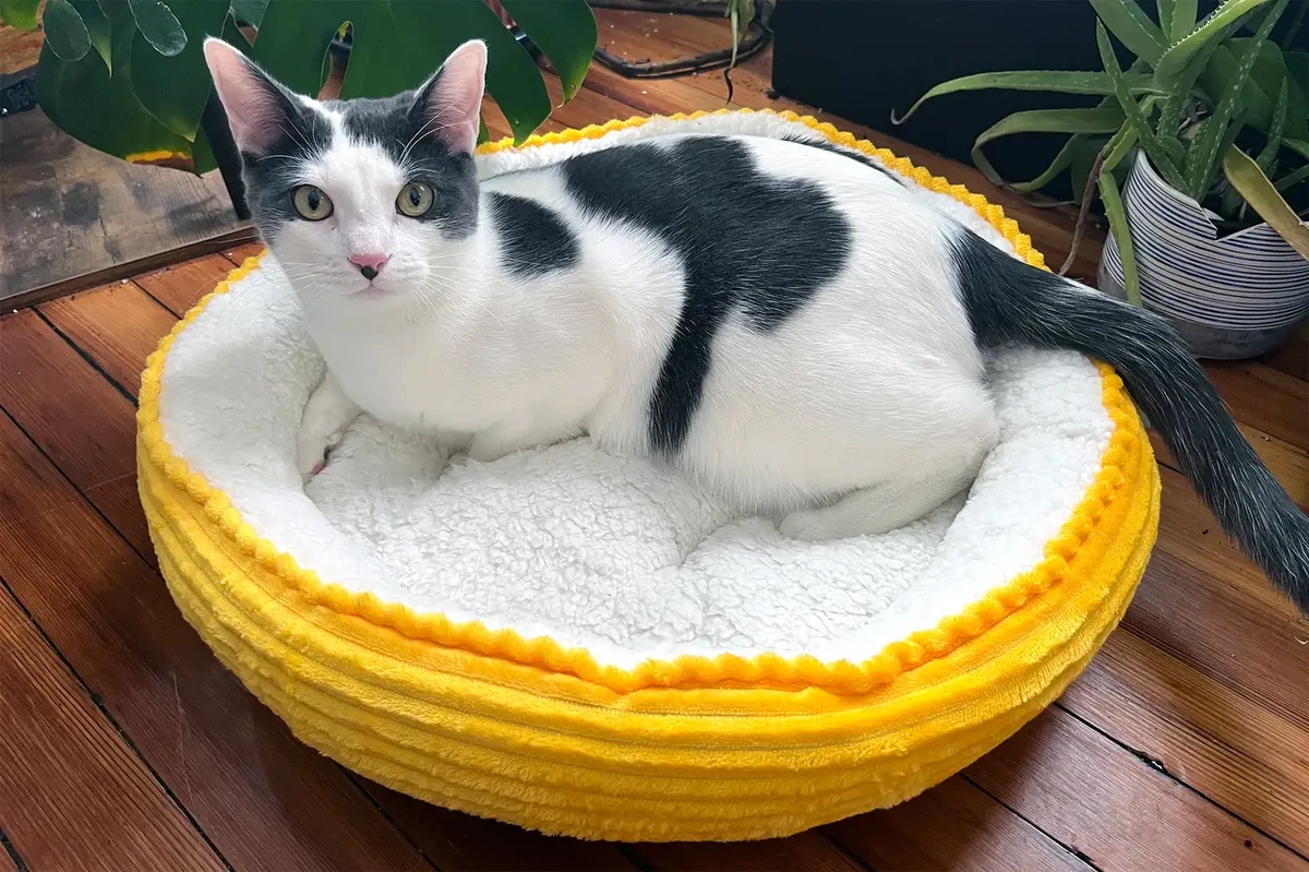 Top Eco-Friendly Pet Products for DIY Projects in 2026