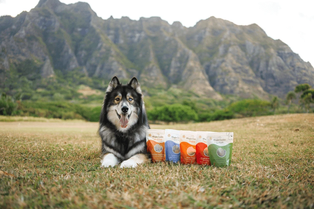 Top Plant-Based Dog Food Brands 2026 Backed by Vet Science