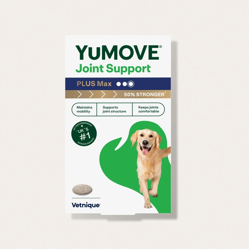 Top Vet-Recommended Pet Joint Supplements Improving Mobility