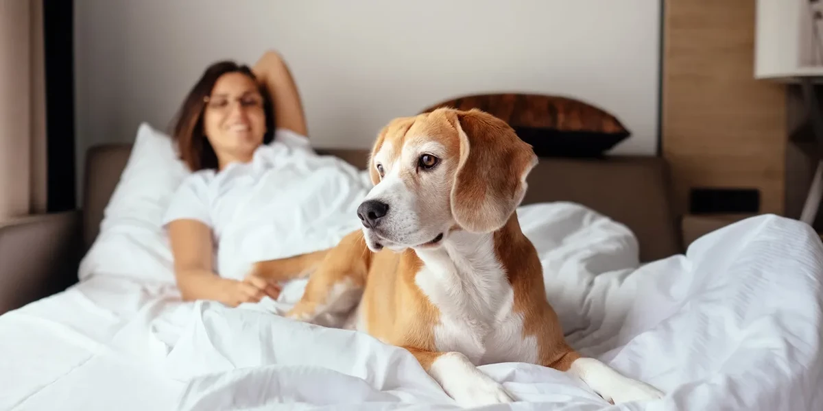 Where to Book Eco-Friendly Pet-Friendly Hotels in 2026