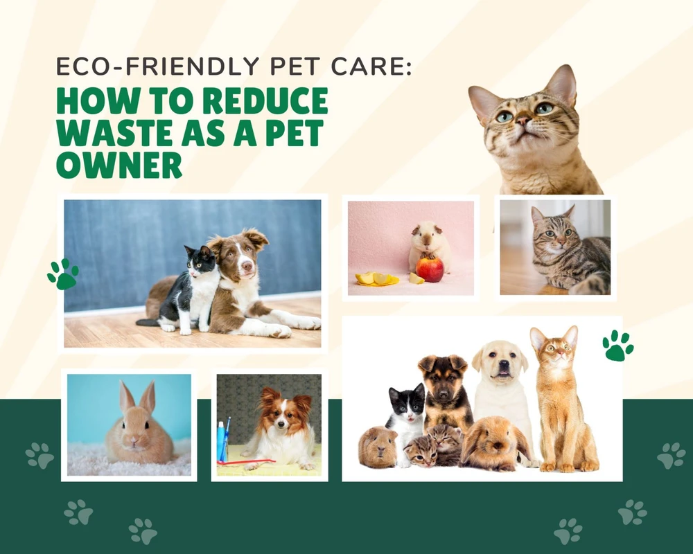 Eco-Friendly Pet Services: How to Avoid Greenwashing