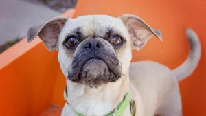 How to Promote Green Pet Fostering: Sustainable Guide