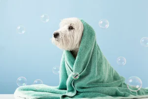 Best Ethical Hypoallergenic Pet Care Brands for 2026