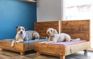DIY Sustainable Pet Products: Essential Safety Audit Guide