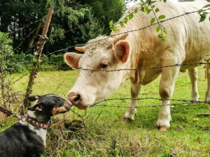 Sustainable Pet Ownership: 4 Pillars to Reduce Footprint