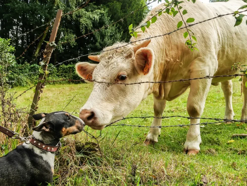 Sustainable Pet Ownership: 4 Pillars to Reduce Footprint