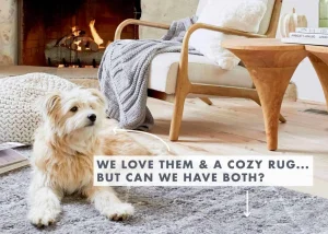 Best Biodegradable Pet Mats: How to Avoid Hybrid Waste
