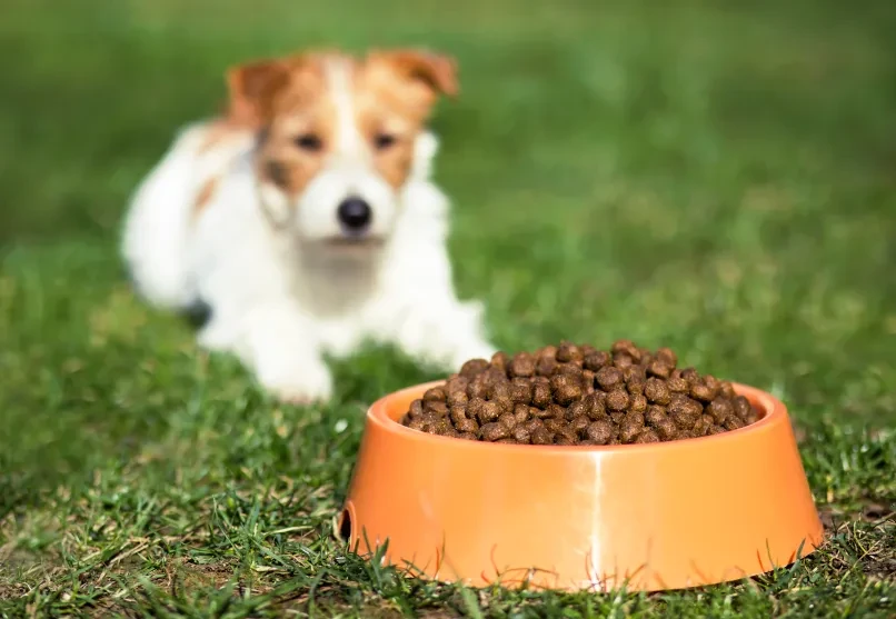 Low Carbon Dog Diets: How to Switch to Sustainable Protein